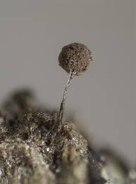 Attēlu rezultāti vaicājumam “Paradiacheopsis rigida”