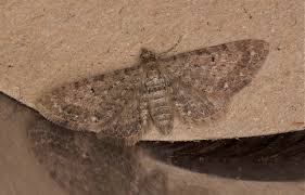 Attēlu rezultāti vaicājumam “Eupithecia satyrata”