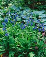 Image result for Scheinmohn blau