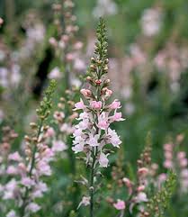 Image result for Linaria purpurea