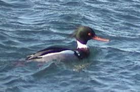 Attēlu rezultāti vaicājumam “Mergus serrator”