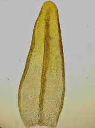 Attēlu rezultāti vaicājumam “Didymodon tophaceus”