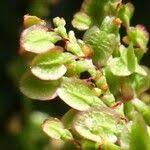 Attēlu rezultāti vaicājumam “Rumex acetosa fruit”