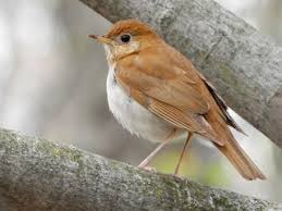 Image result for Catharus fuscescens