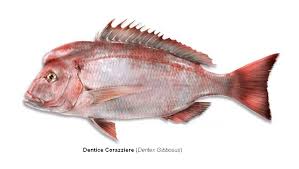 Image result for Dentex dentex