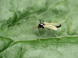 Attēlu rezultāti vaicājumam “Cricotopus male”