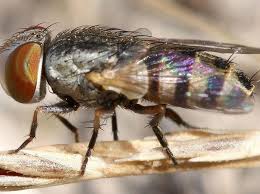 Attēlu rezultāti vaicājumam “Sarcophagidae”