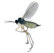 Attēlu rezultāti vaicājumam “Sciaridae”