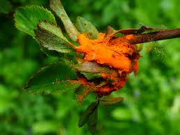 Attēlu rezultāti vaicājumam “Phragmidium sp.”