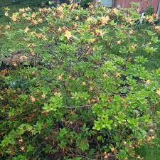 Attēlu rezultāti vaicājumam “Rhododendron calendulaceum”