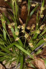 Attēlu rezultāti vaicājumam “Luzula multiflora fruit”