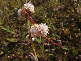Attēlu rezultāti vaicājumam “Cuscuta epithymum subsp. trifolii flower”