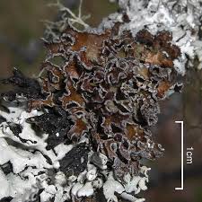 Attēlu rezultāti vaicājumam “Tuckermannopsis chlorophylla”