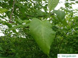 Attēlu rezultāti vaicājumam “Magnolia acuminata leaf”