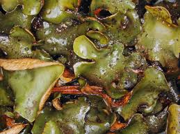 Attēlu rezultāti vaicājumam “Dermatocarpon luridum”