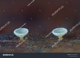 Attēlu rezultāti vaicājumam “Lachnum virgineum”