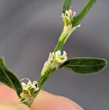 Attēlu rezultāti vaicājumam “Polygonum aviculare flower”
