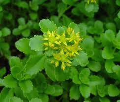 Attēlu rezultāti vaicājumam “Sedum aizoon flower”