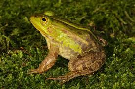 Attēlu rezultāti vaicājumam “Pelophylax adult”