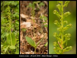 Attēlu rezultāti vaicājumam “Listera ovata flower”