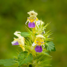 Attēlu rezultāti vaicājumam “Galeopsis speciosa flower”
