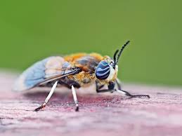 Attēlu rezultāti vaicājumam “Heptatoma pellucens”