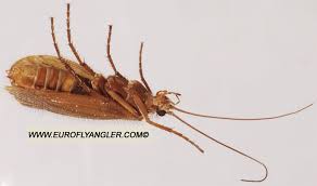 Attēlu rezultāti vaicājumam “Chaetopteryx villosa”