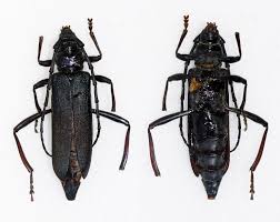 Attēlu rezultāti vaicājumam “Aromia moschata”