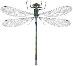 Attēlu rezultāti vaicājumam “Lestes dryas”