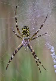Attēlu rezultāti vaicājumam “Argiope bruennichi”
