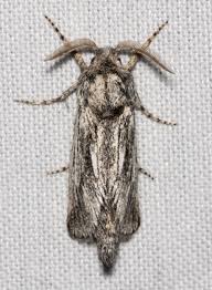 Attēlu rezultāti vaicājumam “Cossidae”