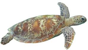 Image result for Chelonia mydas