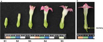 Attēlu rezultāti vaicājumam “Nicotiana tabacum flower”