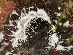 Attēlu rezultāti vaicājumam “Lycogala cf. fossiculatum sessile”