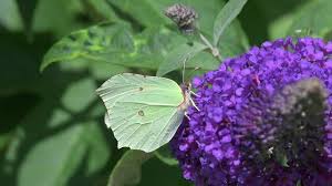 Attēlu rezultāti vaicājumam “Gonepteryx rhamni female”
