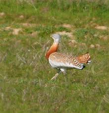 Image result for Otis tarda