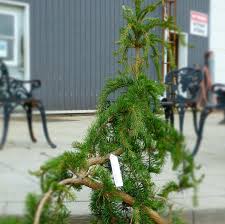 Attēlu rezultāti vaicājumam “Pinus banksiana”