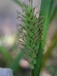 Attēlu rezultāti vaicājumam “Carex atherodes”