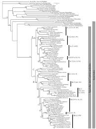 Image result for Diplodus capensis