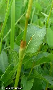 Attēlu rezultāti vaicājumam “Bistorta major leaf”