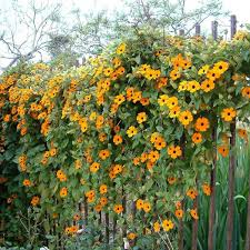 Image result for Thunbergia alata