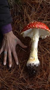 Attēlu rezultāti vaicājumam “Amanita muscaria”