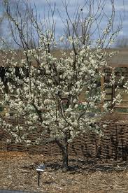 Attēlu rezultāti vaicājumam “Prunus domestica subsp. insitita”