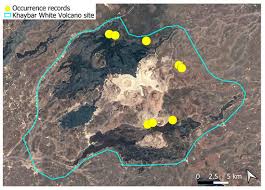Attēlu rezultāti vaicājumam “Didymodon tophaceus sporophyte”