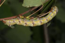 Attēlu rezultāti vaicājumam “Pheosia tremula”