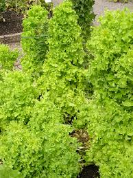 Attēlu rezultāti vaicājumam “Lactuca sativa”