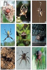 Attēlu rezultāti vaicājumam “Arachnida”