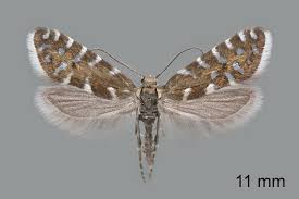 Attēlu rezultāti vaicājumam “Lyonetiidae”