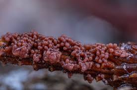 Attēlu rezultāti vaicājumam “Physarum confertum macro”