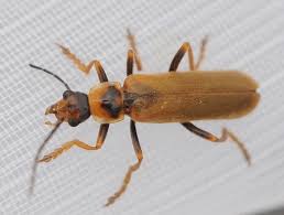 Attēlu rezultāti vaicājumam “Cantharis figurata”